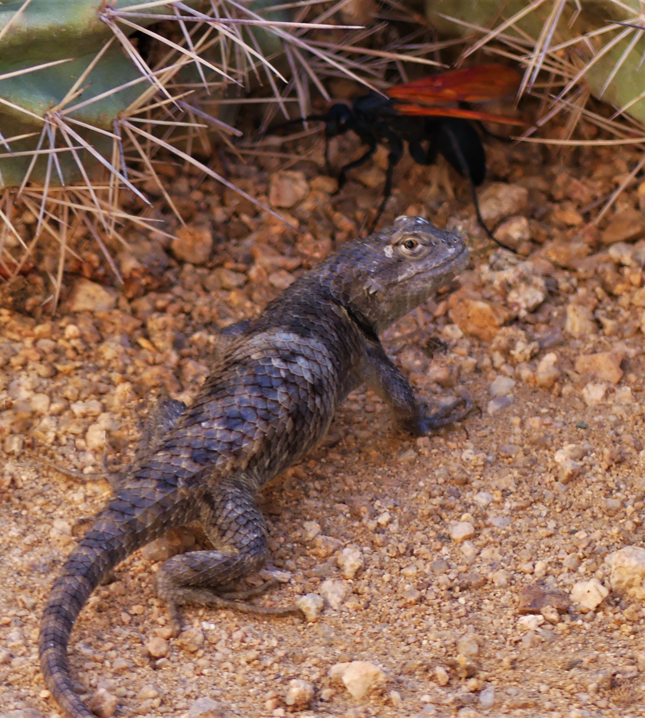 Did I Just Save The Wasp? Or Did I Save The Lizard? – Jan Emming