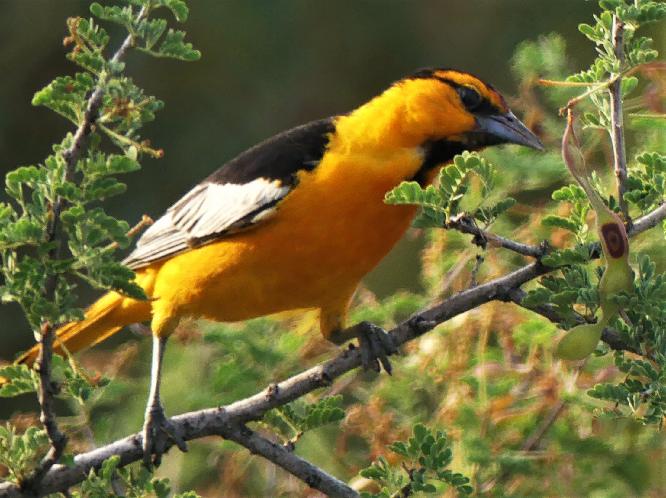 Bullock’s Oriole (Icterus bullockii) Foraging For Insects – Jan Emming
