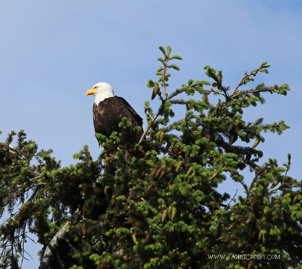 Eagle Sitting In A Tree