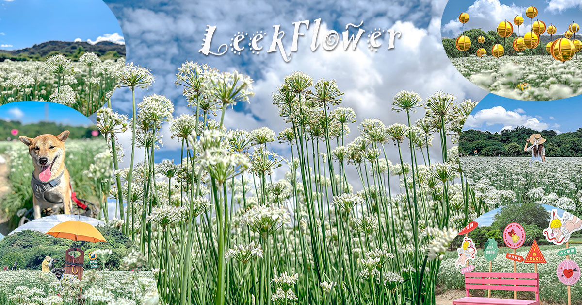 2026大溪韭菜花季：9/12~9/20為期8天，主會場在大溪中庄休閒農業區，還有隱藏版中庄韭菜花田，免費拍、免費賞花！從大溪韭菜花田開車過來約15分鐘，第一次來很容易迷路，產業道路又小，交通停車幫大家整理好了~請安心服用！2026大溪韭菜花季│活動資訊2026大溪韭菜花季：9/12~9/20，為期8天的韭菜花季的活動