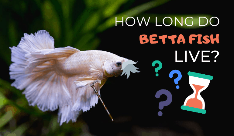 How Long Can Your Betta Fish Go Without Food Aquariumnexus Can i leave my betta fish for a week.