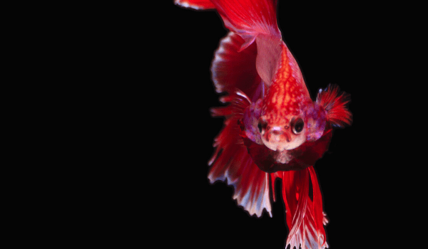 Betta Fish Fights Everything You Need To Know Japanesefightingfish 