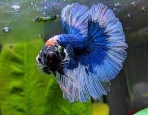 Betta flaring: 7 reasons why they do this & how to detect it