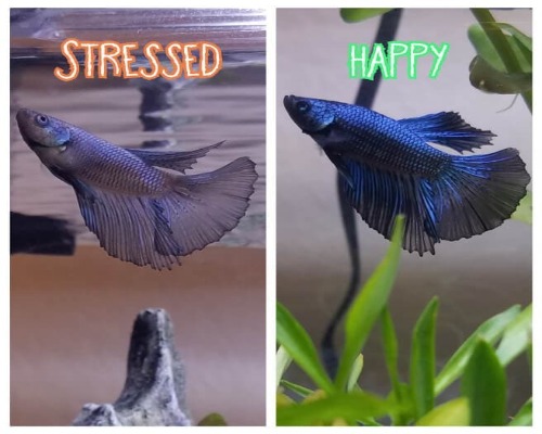 Stressed betta: symptoms and treatments on your favorite pet