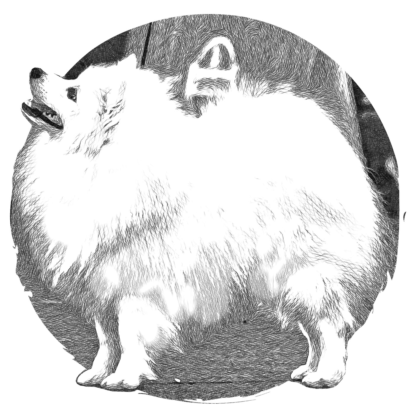 Past, current, and future of Japanese Spitz breed
