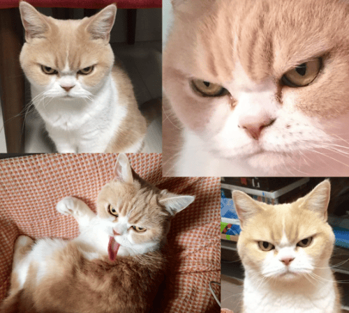 Unduh Gratis Gambar Gambar Kucing Lucu Terupdate by www.lampunghits.com