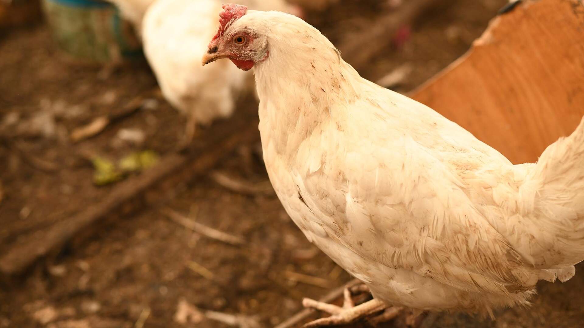 Saudi Arabia bans Indonesian poultry and table eggs