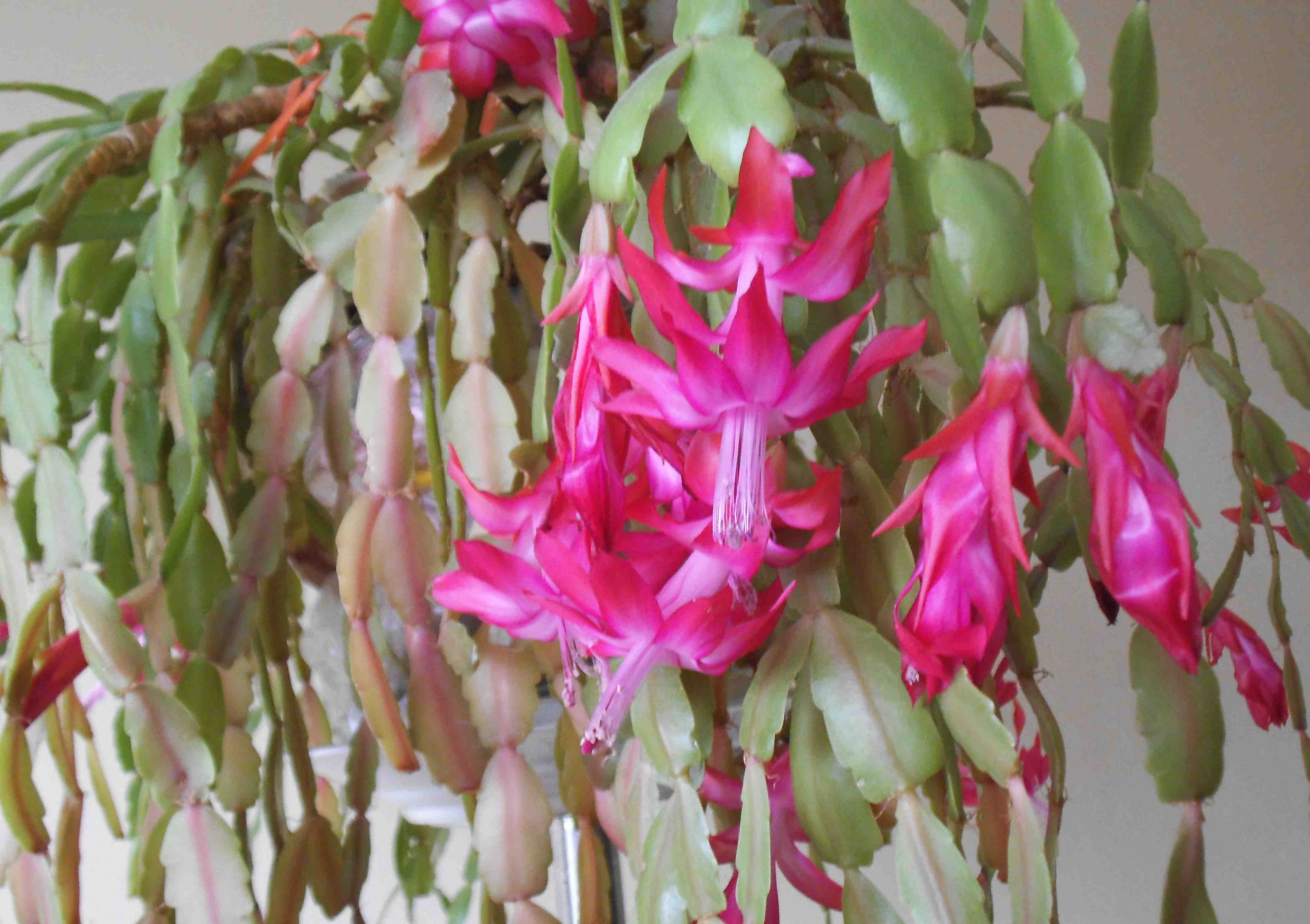 Difference Entre Cactus De Noel Et Cactus De Paques Quand votre «cactus de Noël» fleurit trop tôt - Jardinier paresseux