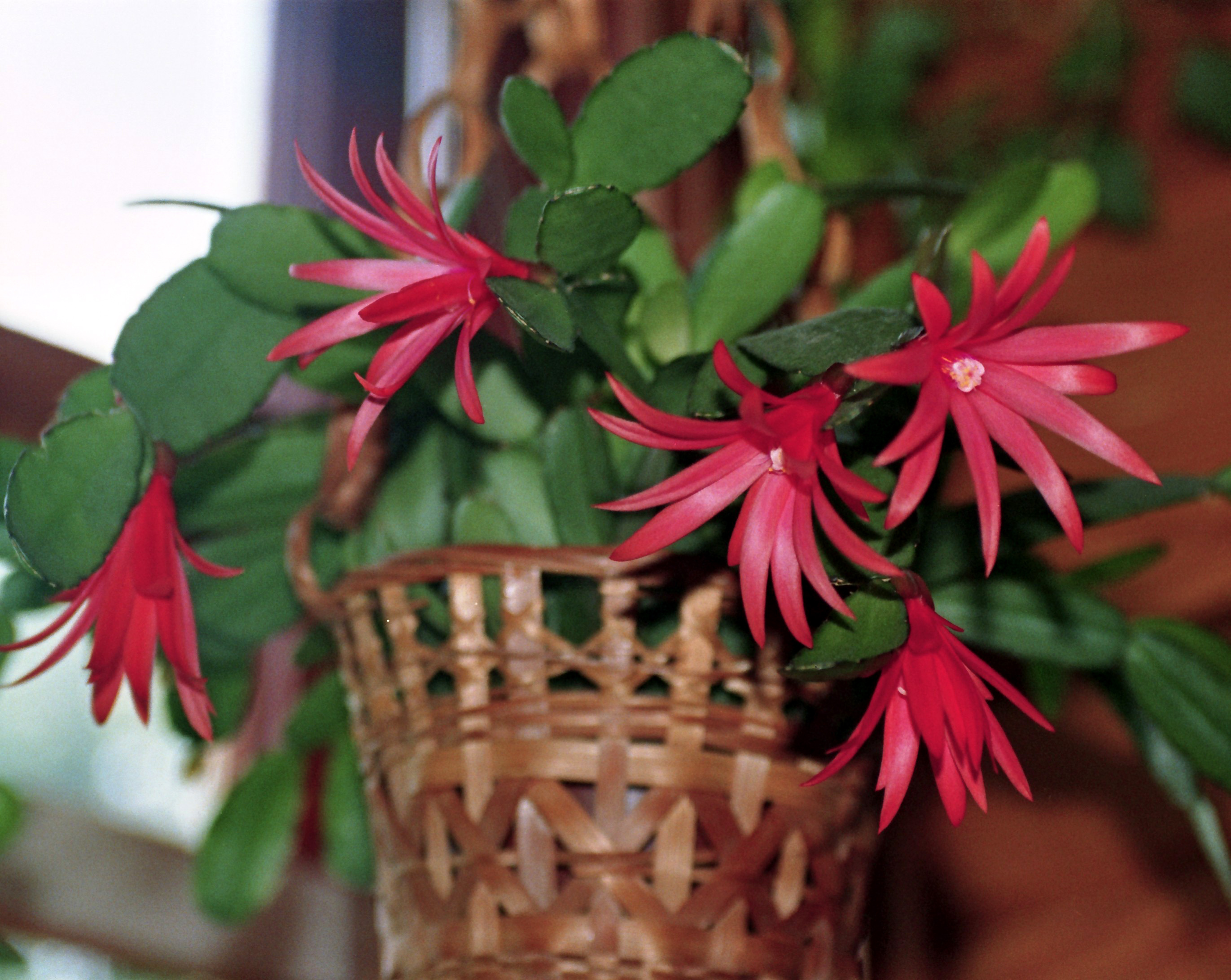 Difference Entre Cactus De Noel Et Cactus De Paques Le cactus de Pâques: sans épines, mais à la culture épineuse - Jardinier  paresseux