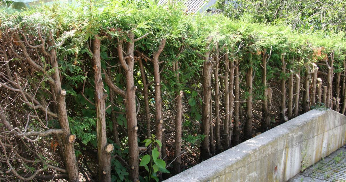 Quand et comment tailler une haie de «cèdres»? Jardinier paresseux