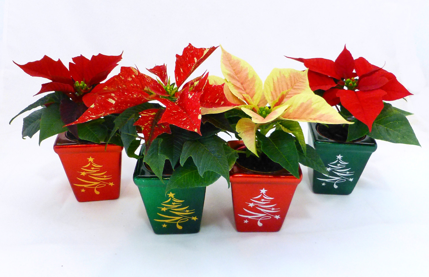 Pourquoi Le Poinsettia Perd Ses Feuilles Quand un poinsettia perd ses feuilles - Jardinier paresseux