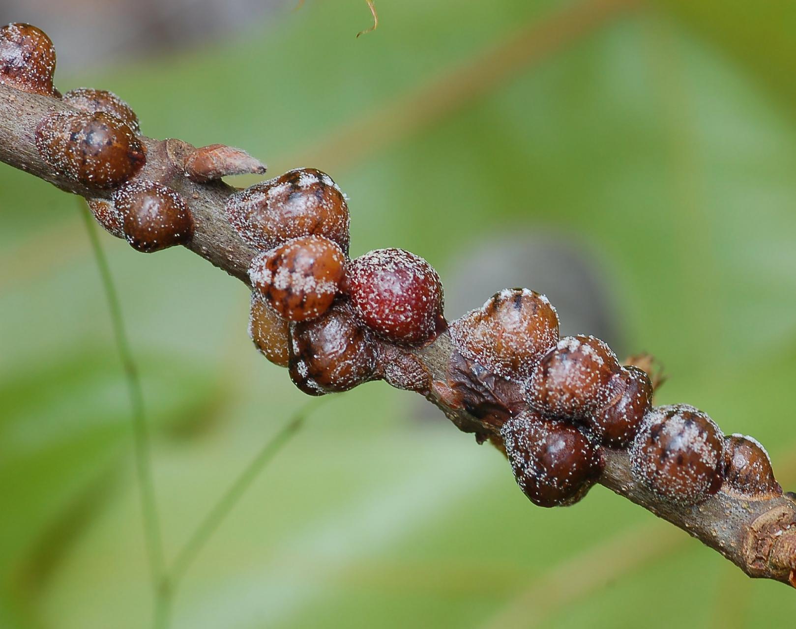 Comment se débarrasser des cochenilles dans le jardin ?