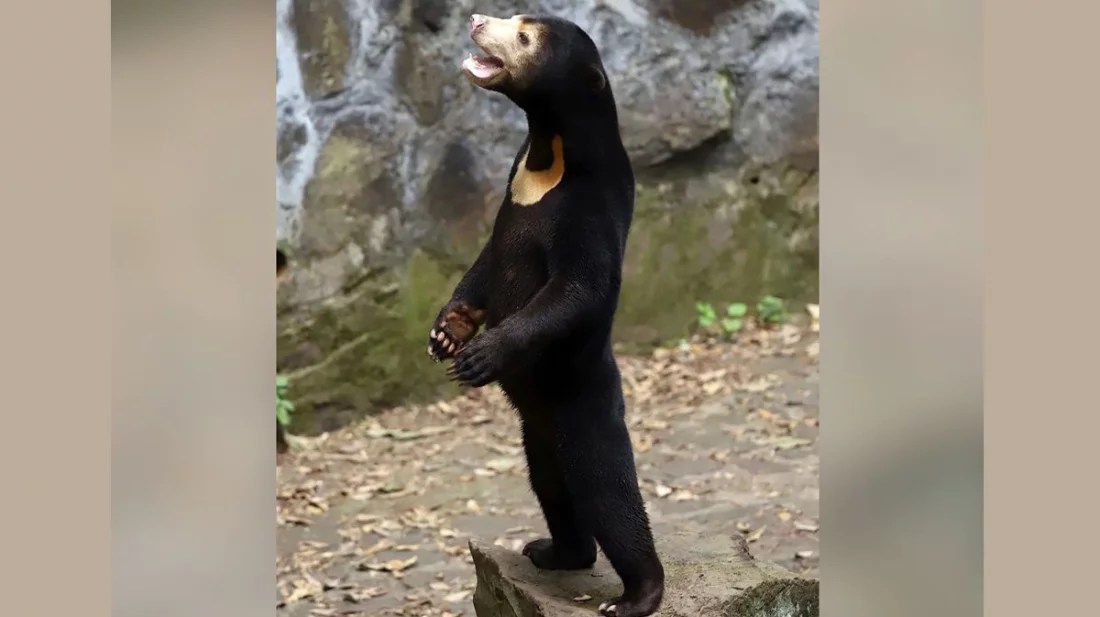 চীনের চিড়িয়াখানায় নকল ভাল্লুক