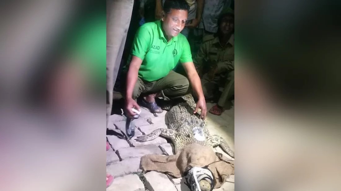 কুমিরের পিঠে বসানো হলো স্যাটেলাইট ট্রান্সমিটার ও ছাড়া হলো সুন্দরবনে