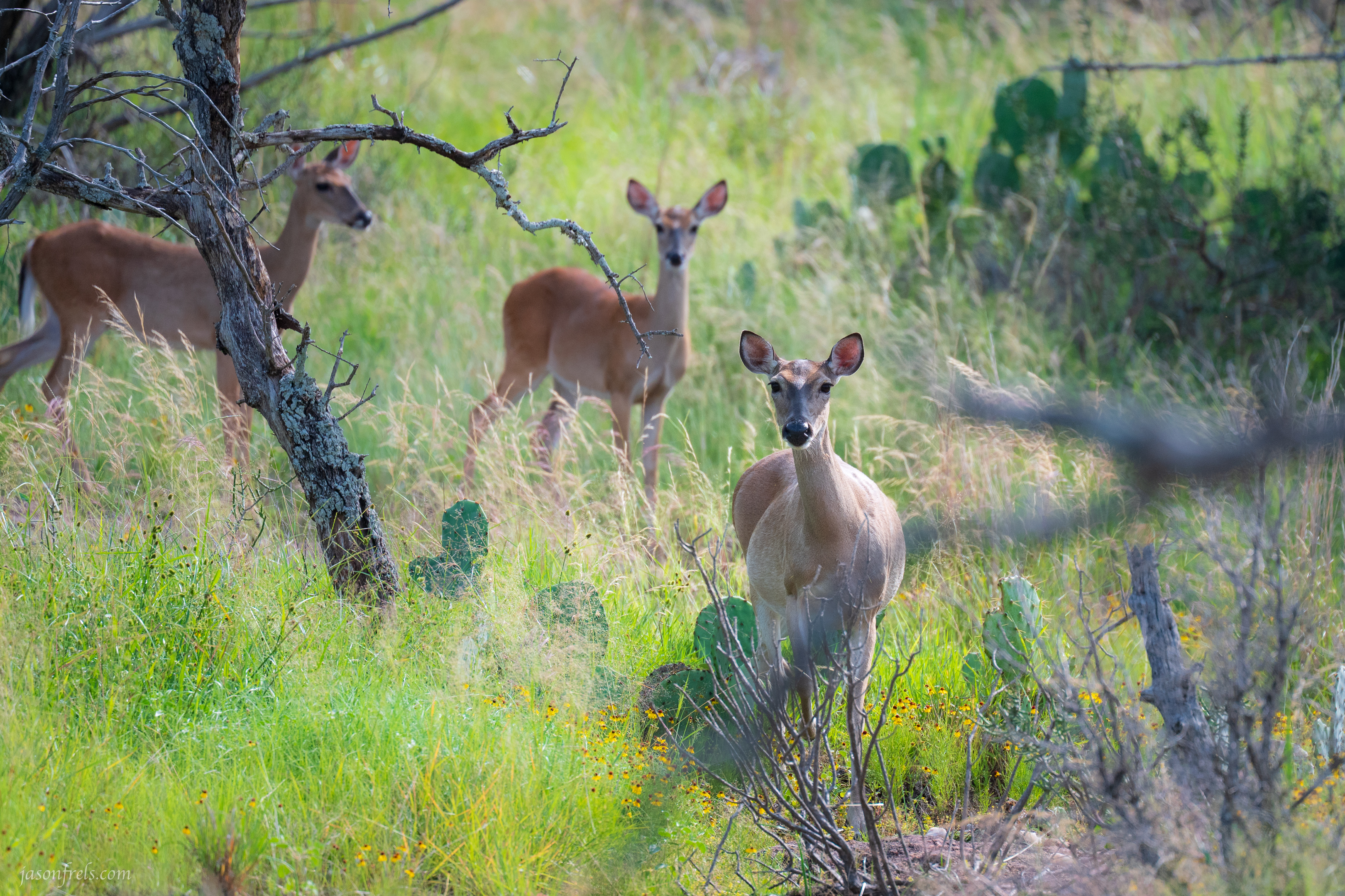 My Deer Friends – Jason Frels