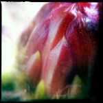 Torch Cactus Bulb (Macro Detail 01)