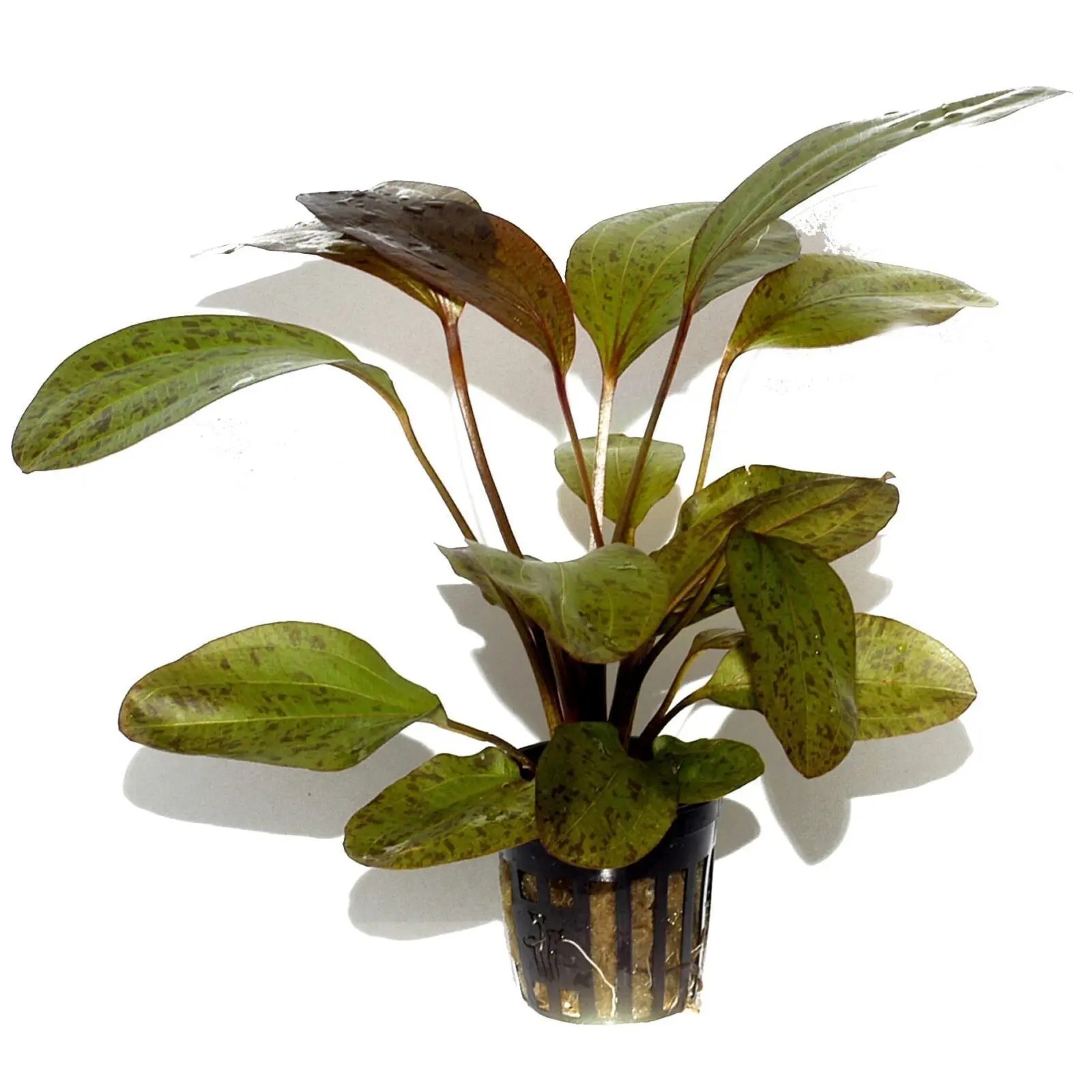 If you live in a colder climate, you can grow them in containers indoors, too. Echinodorus Ozelot Online Aquarium Plants Uk Aquatic Plants