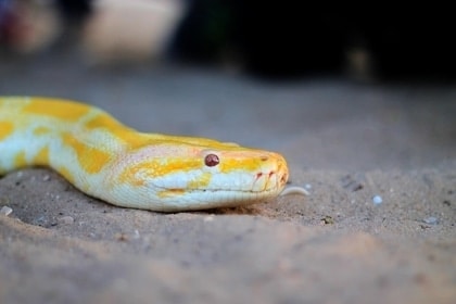 Yellow and white snake dream meaning