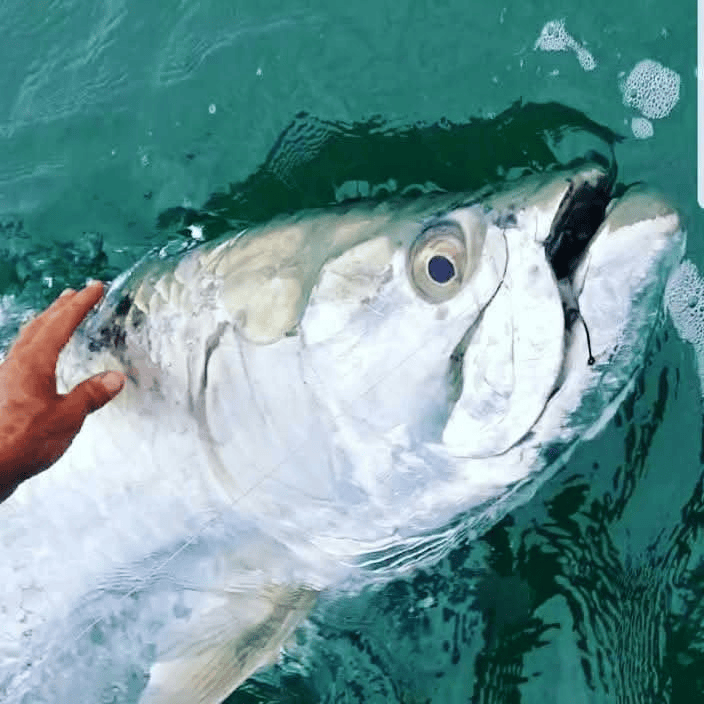 What's in Season - Tarpon fishing near Indian Rocks Beach with Jawstoo Fishing Charters