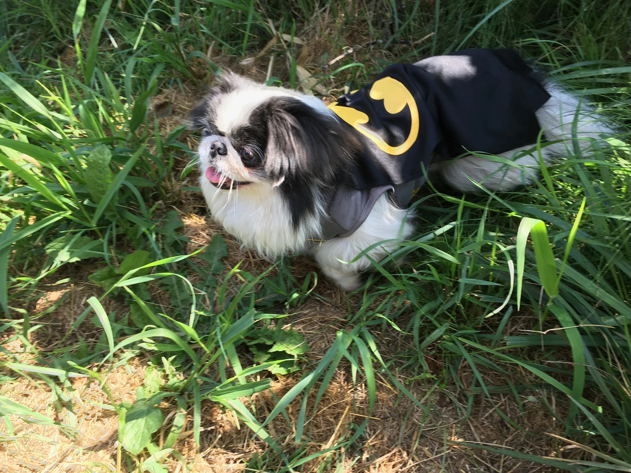 Grinfinn exploring the grass in his batman suit.