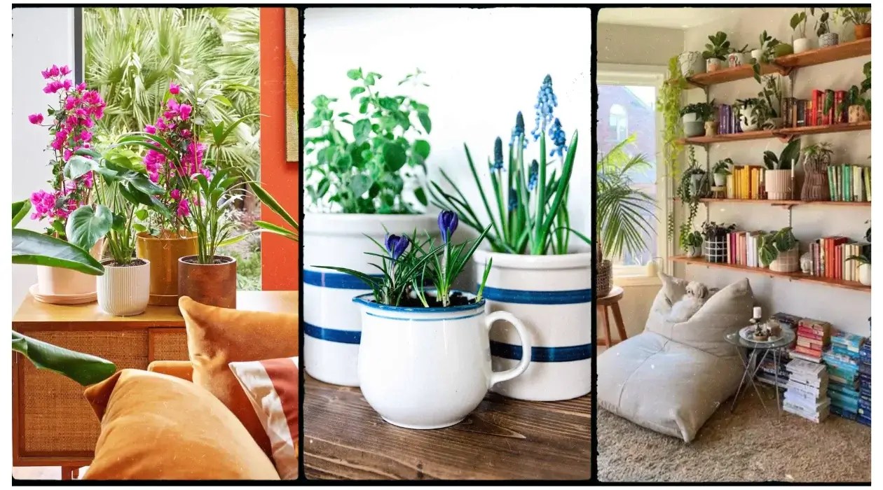 Using Plants to Decorate: Transform Your Home with Greenery