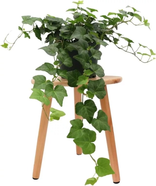 ivy plant