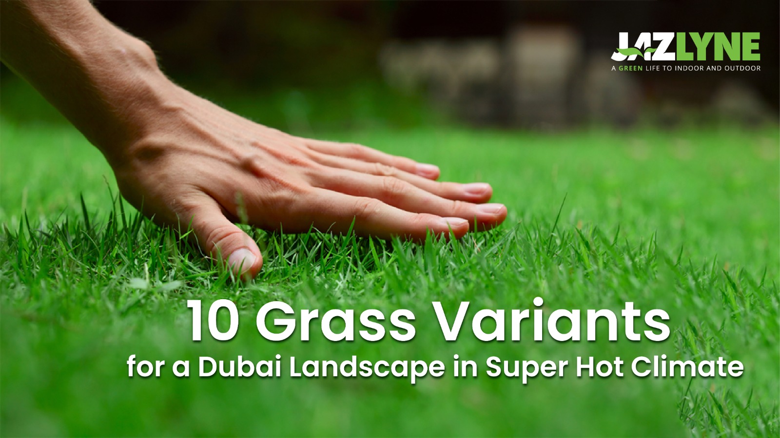10 Grass Variants for a Dubai Landscape in Super Hot Climate
