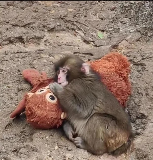 জাপানৰ Ichikawa City Zoo-ত জন্ম হোৱা এটা সৰু বান্দৰ