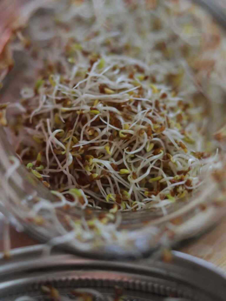 alfalfa sprouts in a glass jar