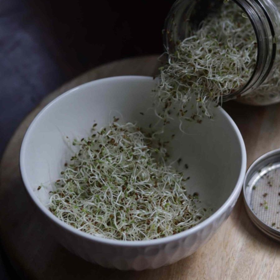 How To Grow Alfalfa Sprouts In A Jar