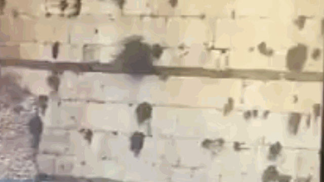 האבן שנפלה מהכותל המערבי