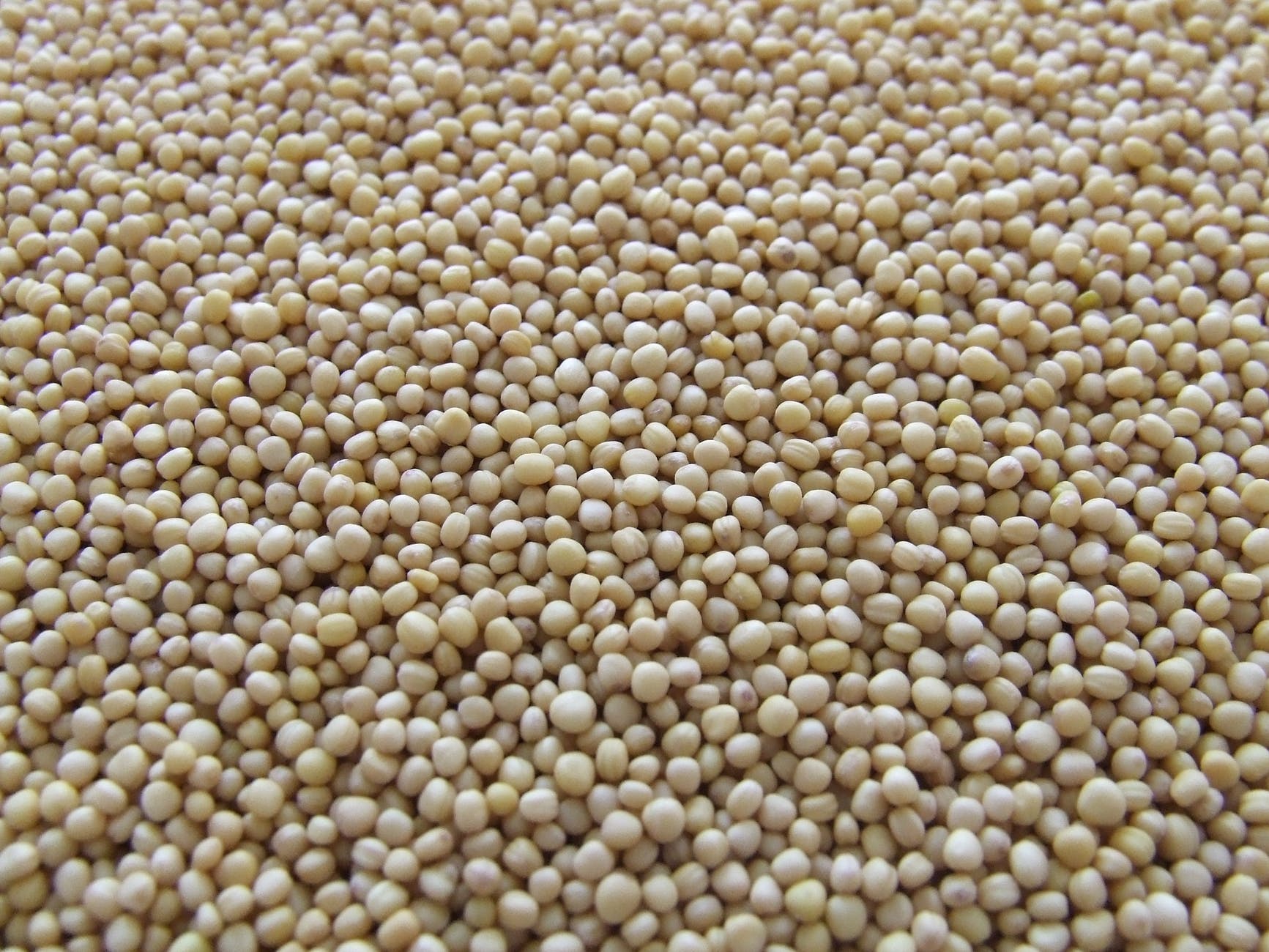 batch close up cooking dry