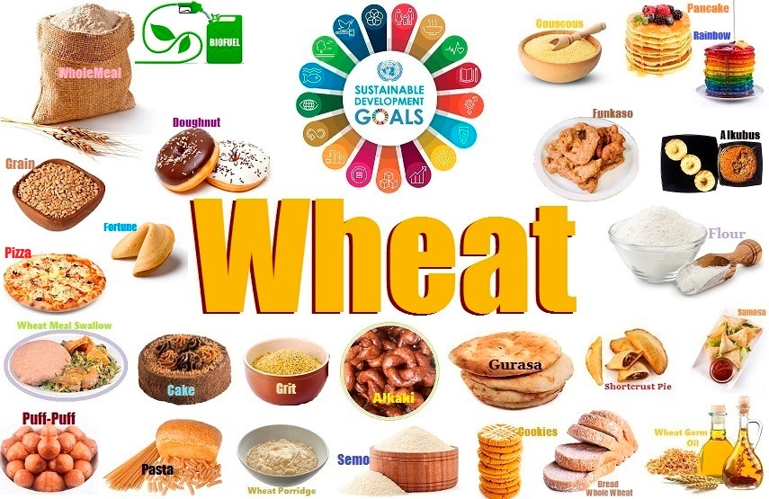 Wheat food africa nigeria culture