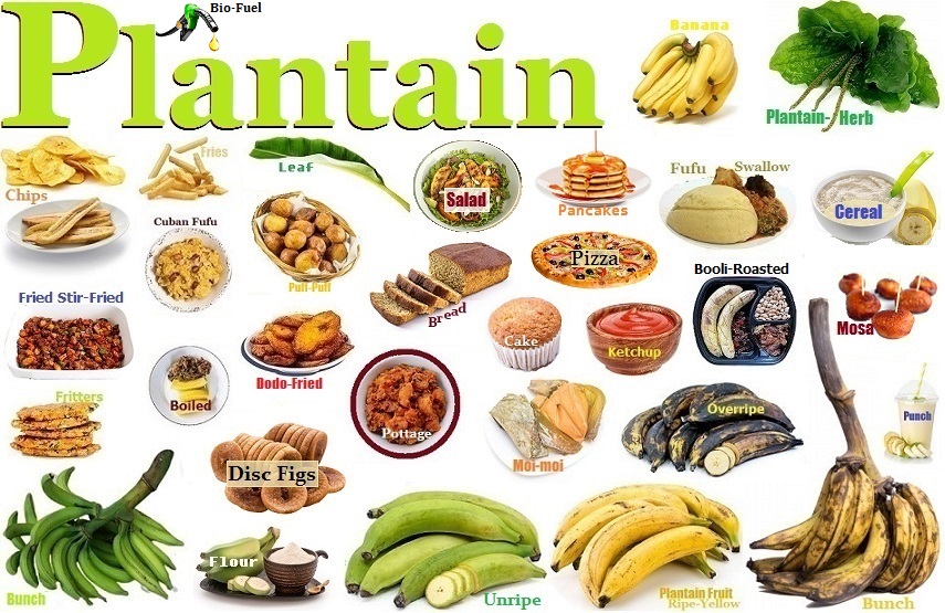 The Plantain Tree Of Paradise!