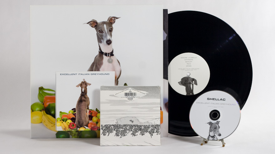 Shellac – Excellent Italian Greyhound - JDavidBabbitt