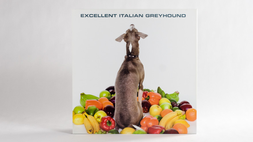 Shellac – Excellent Italian Greyhound - JDavidBabbitt