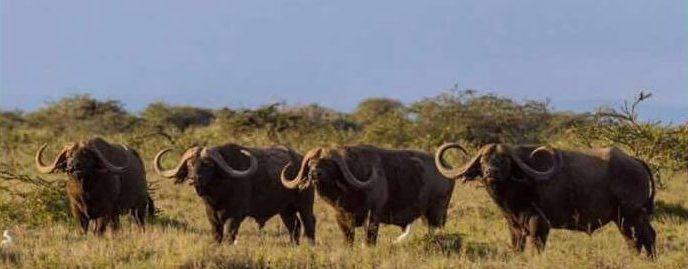Big Five Hunting In Africa Jd African Safaris