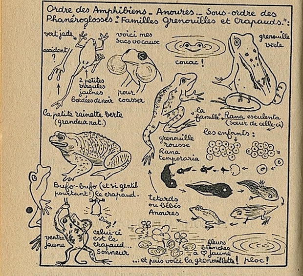 Le Crapaud Interpretation Et Signification