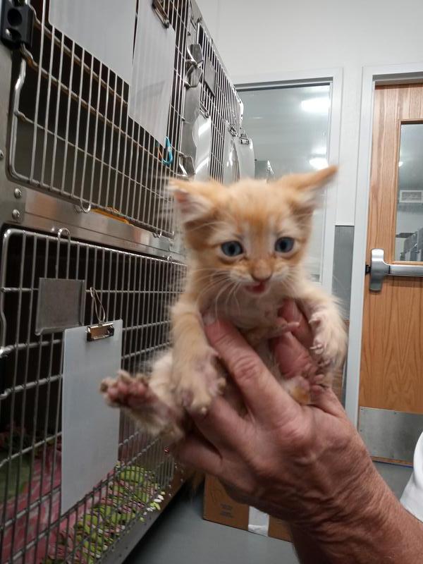 Jefferson county animal control adoption search results