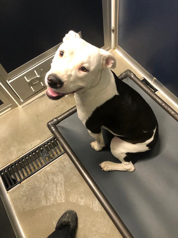 Jefferson county animal control adoption search results