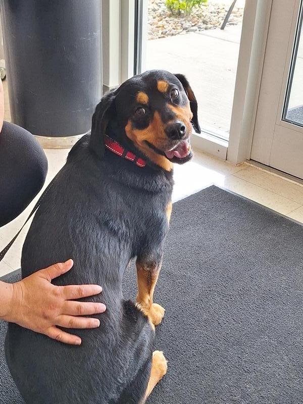 Jefferson county animal control adoption search results