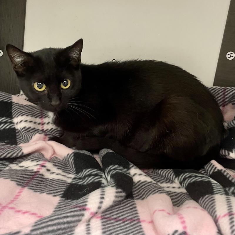 Jefferson county animal control adoption search results