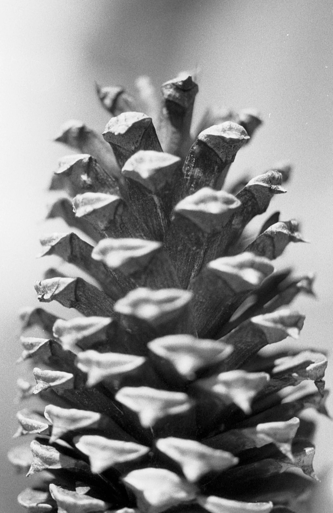 Macro shot of a Pinecone