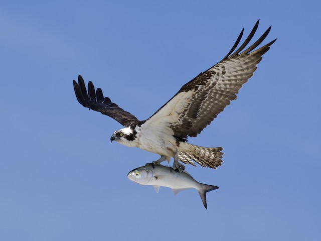 osprey