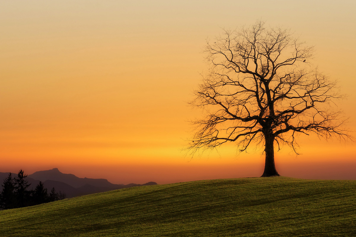 Family Tree