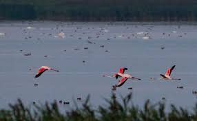 RARE FLAMINGO SIGHTING IN THE DELTA