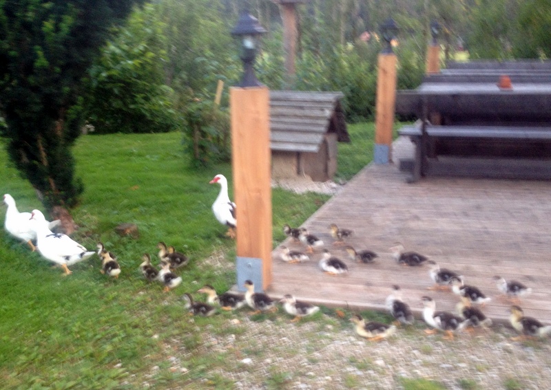 SENK FARM