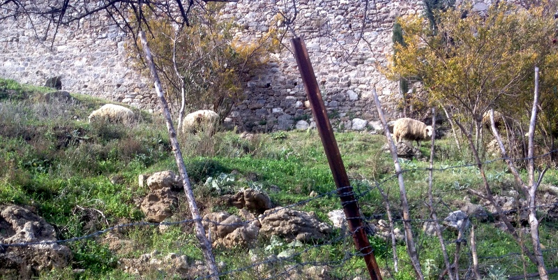 MOWING SHEEP