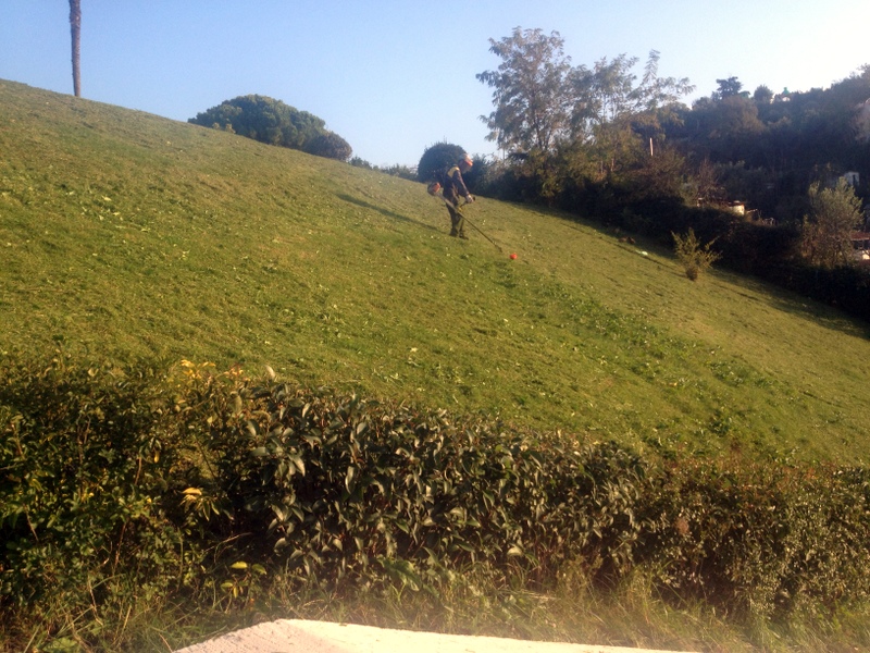 WEEDEATER? WHERE'S THE SHEEP