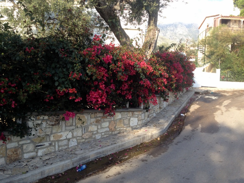 BLOOMING IN NOVEMBER